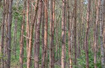 Door de bomen het bos niet meer zien